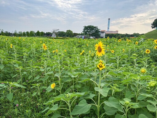 賞金針花、向日葵不必跑花東! 中市后里環保公園花海掀起賞花熱潮