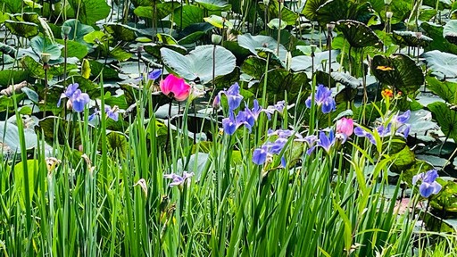高雄澄清湖祕境探訪：澄清湖的綠色奇蹟──走進花與蝶的生態池樂園
