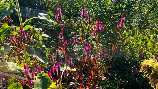 高雄澄清湖祕境探訪：澄清湖的綠色奇蹟──走進花與蝶的生態池樂園