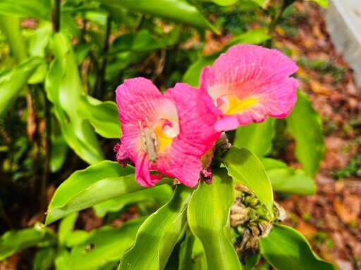 高雄澄清湖祕境探訪：澄清湖的綠色奇蹟──走進花與蝶的生態池樂園