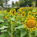 高雄澄清湖祕境探訪：澄清湖的綠色奇蹟──走進花與蝶的生態池樂園