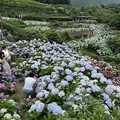 初夏最美花海 竹子湖繡球花季5/23浪漫登場