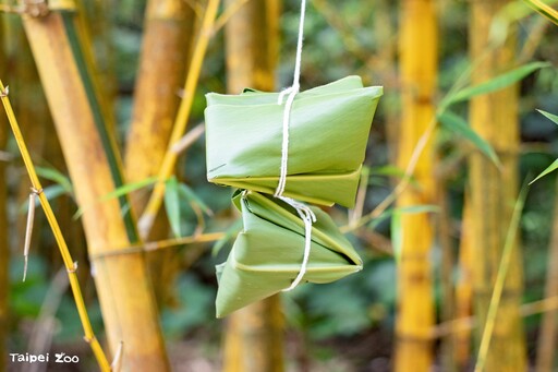 端午節相約動物園 話蛇、觀蛇、包粽打卡當網美