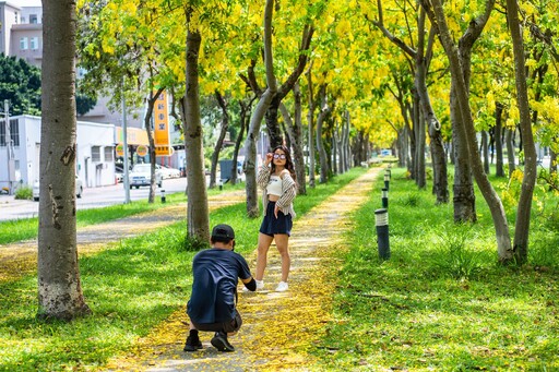 金黃花雨迎初夏 嘉義市阿勃勒花季詩意登場