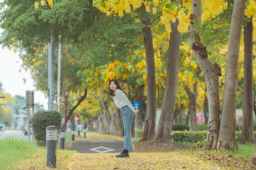 金黃花雨迎初夏 嘉義市阿勃勒花季詩意登場