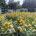 中央公園「向日葵花海」盛開！ 中市建設局邀您共享金色療癒夏日