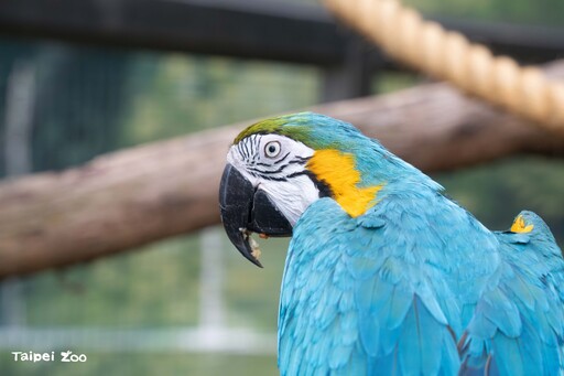 臺北動物園年度維護將休園10天 6月18日至27日不對外開放