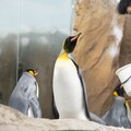 臺北動物園年度維護將休園10天 6月18日至27日不對外開放
