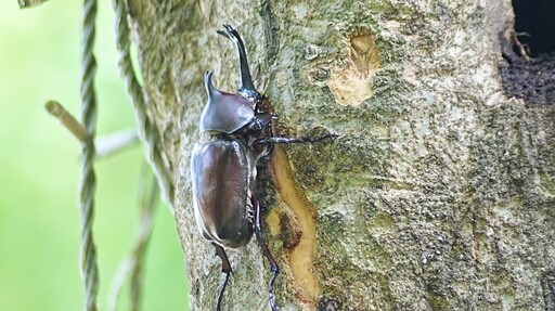 頂庄獨角仙秘境 「獨嘉」推薦 生態饗宴親子共遊
