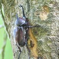 頂庄獨角仙秘境 「獨嘉」推薦 生態饗宴親子共遊