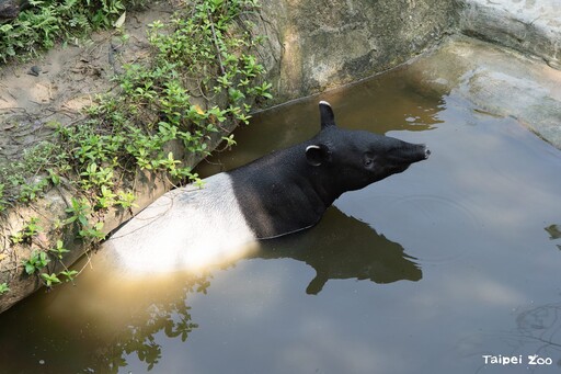 動物園休園10天 動物放暑假泡水納涼笑容滿分