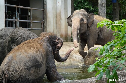 動物園休園10天 動物放暑假泡水納涼笑容滿分