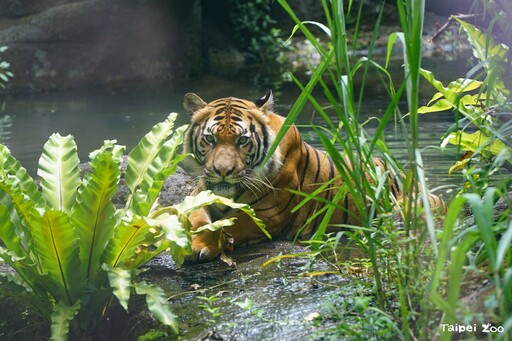 動物園休園10天 動物放暑假泡水納涼笑容滿分