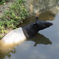 動物園休園10天 動物放暑假泡水納涼笑容滿分