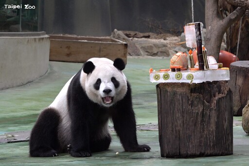 動物園重新開幕 喜迎大貓熊圓寶 慶祝5歲生日FUN暑假