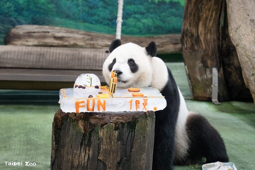 動物園重新開幕 喜迎大貓熊圓寶 慶祝5歲生日FUN暑假