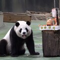 動物園重新開幕 喜迎大貓熊圓寶 慶祝5歲生日FUN暑假