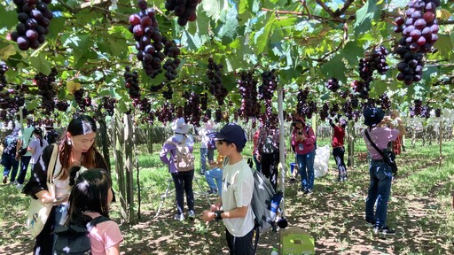 花果香滿客庄! 中市客委會讓民眾「開啟五感」享受旅行