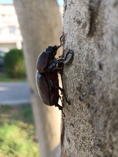 飛機越頂花香滿園 這個夏天新生公園超Chill