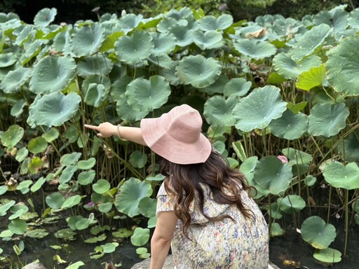 荷與睡蓮誰美？ 北投公園一次看