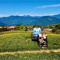 花蓮富里這Young玩！咖波帶你玩出金針花樣夏日