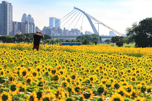 北市大佳河濱向日葵花海爆炸盛開 金色河畔超好拍