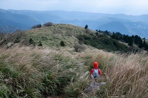 陽明山芒草季登場 沿著「臺北大縱走」漫遊金色山林
