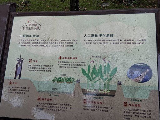 桃園綠色秘境八德埤塘生態公園 鴨群漫游夜鷺候鳥棲息親子遊首選