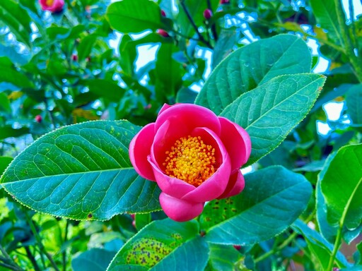 鹿谷鳳凰自然教育園區「茶花季」 11/22盛大展出！