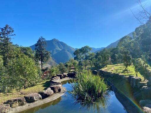 鹿谷鳳凰自然教育園區「茶花季」 11/22盛大展出！