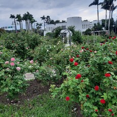 玫瑰與欒樹共舞冬日色彩 台北玫瑰園飄香映紅光