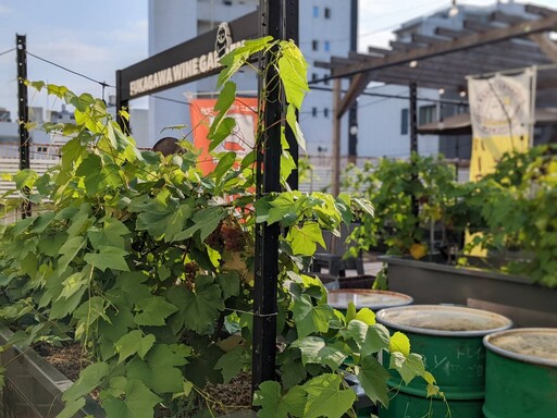 餐廳樓下現採自種蔬菜 屋頂葡萄園打造城市酒莊 飛東京感受綠色餐飲新浪潮