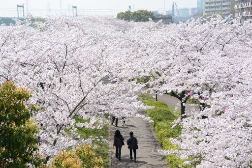 2024櫻花季提前 東京三處追櫻私房景點 與晴空塔同框入鏡、賞河津櫻搶先綻放