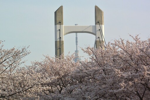 2024櫻花季提前 東京三處追櫻私房景點 與晴空塔同框入鏡、賞河津櫻搶先綻放