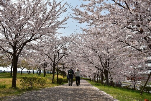 2024櫻花季提前 東京三處追櫻私房景點 與晴空塔同框入鏡、賞河津櫻搶先綻放