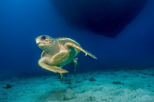一年一度赤蠵龜產卵季 在土耳其里維埃拉海灘展開