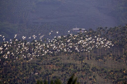 嘉義梅山秋季限定太興「萬鷺朝鳳」 文觀局推薦賞鳥旅遊