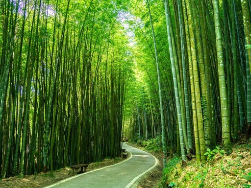 嘉義梅山秋季限定太興「萬鷺朝鳳」 文觀局推薦賞鳥旅遊