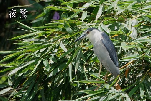 世界動物日開跑！跟縱管處走入與野生動物共存新時代