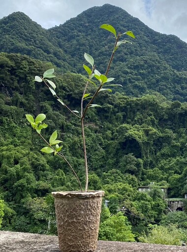 「森植漫步」行動賣所 內洞森林遊樂區10月登場