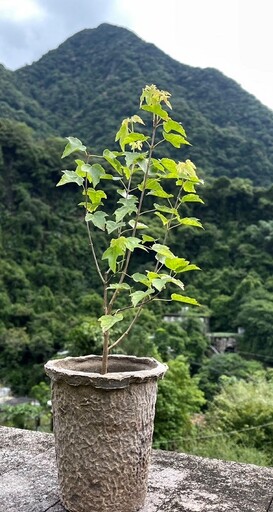 「森植漫步」行動賣所 內洞森林遊樂區10月登場