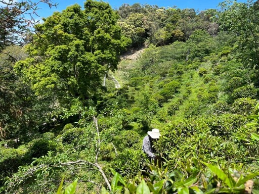 茂林國家風景區原生山茶 佛館茶席活動獨特呈現