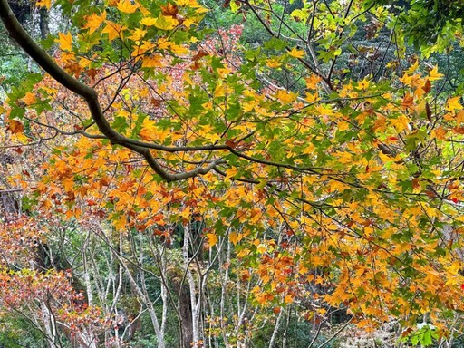 楓紅了！探秘阿里山鄉二日遊 賞楓行程全攻略