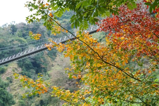 楓紅了！探秘阿里山鄉二日遊 賞楓行程全攻略