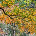 楓紅了！探秘阿里山鄉二日遊 賞楓行程全攻略