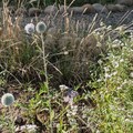 「在風城撒野」展現受脅植物復育成果 新竹油菊花海盛放將軍村