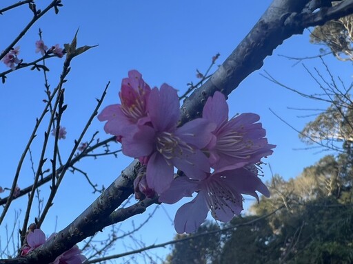 全台賞櫻首站桃源 高雄最美櫻花季浪漫登場