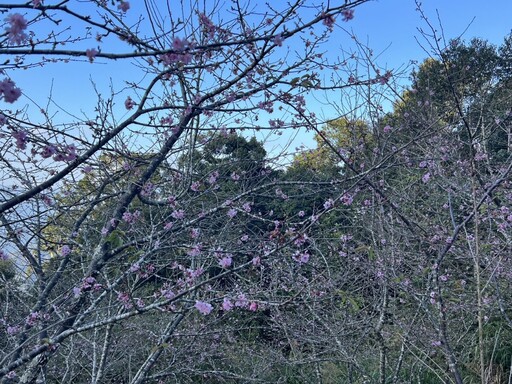 全台賞櫻首站桃源 高雄最美櫻花季浪漫登場