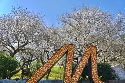 梅山公園梅花綻放 嘉縣邀遊客一同追「平地雪景」