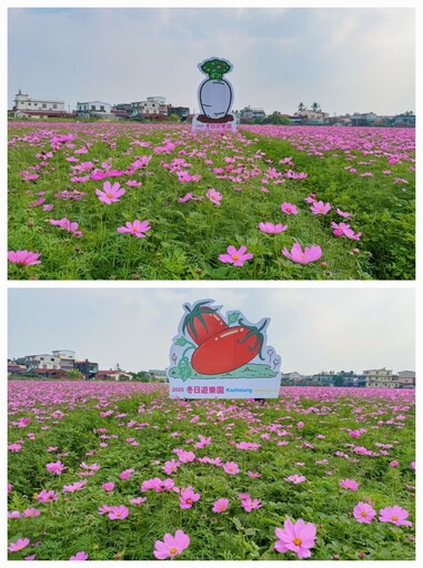 美濃花海開幕！陳其邁邀您漫遊夢幻湖畔花海 好吃好玩好打卡